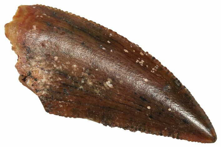 Serrated Raptor Tooth - Real Dinosaur Tooth #371485